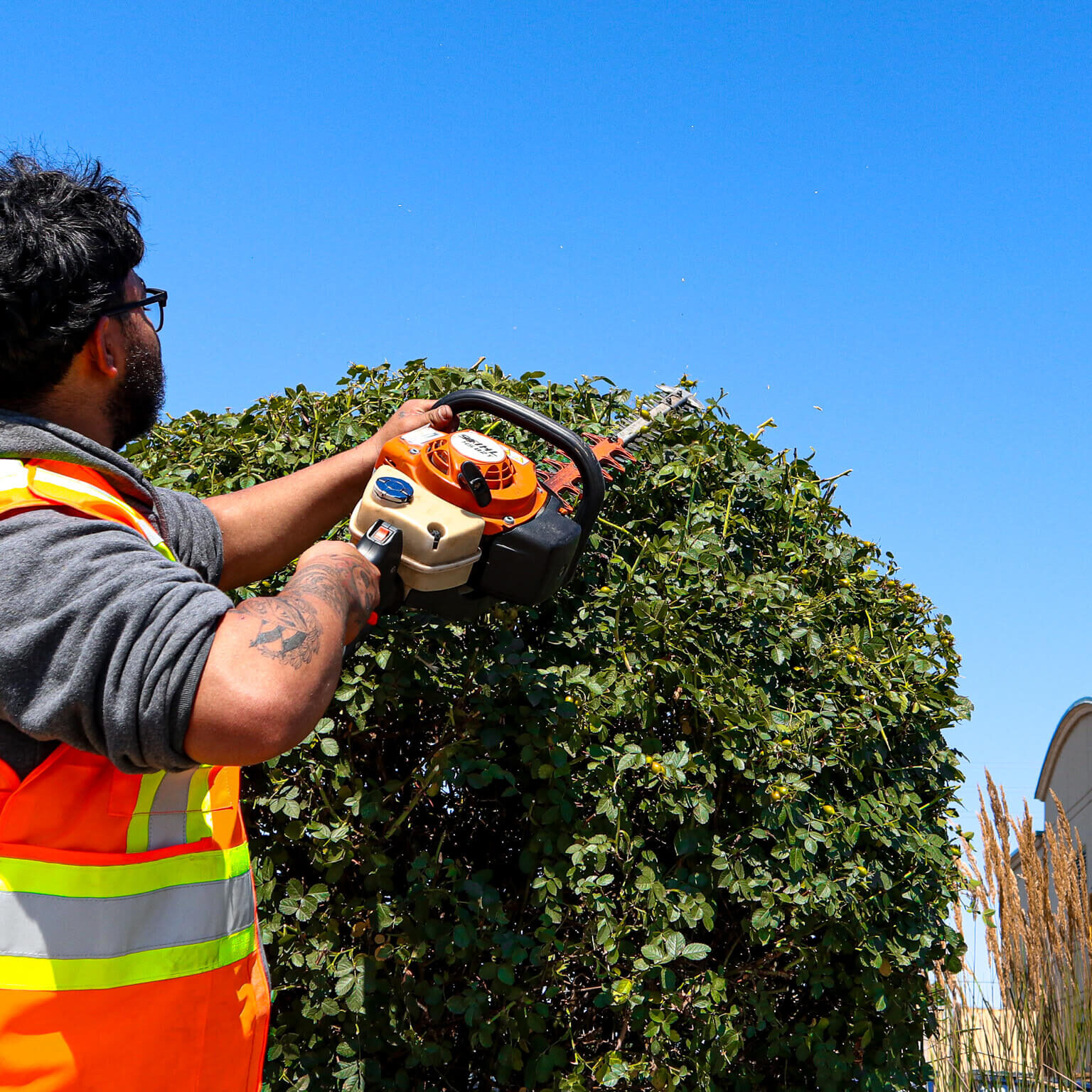 Tree Trimming Service Shrub and tree trimming service in Hamilton